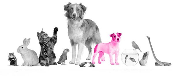 The VET Expo, What is the VET Expo?